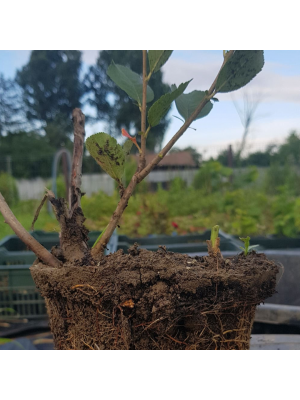 Aronia, la ghiveci